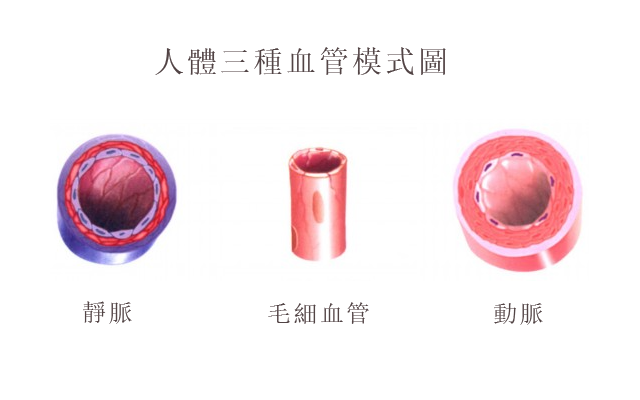 世上最长的「管道」，竟然长在每个人的身上！