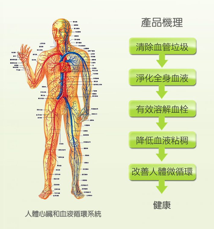 人体心脏和血液循环系统.png